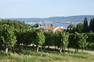 Vinmarker på den slovenske kyst