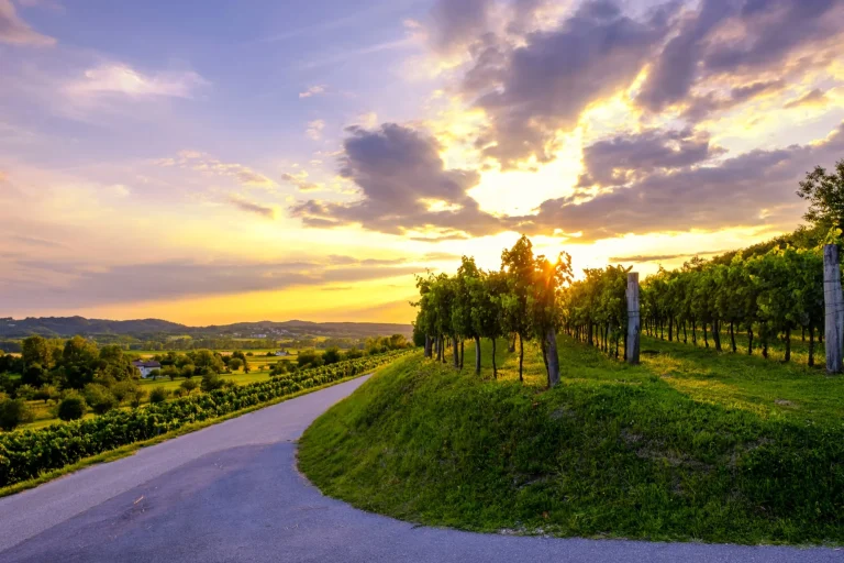 vacker solnedgång vid vingårdar i vipava-dalen skalenlig
