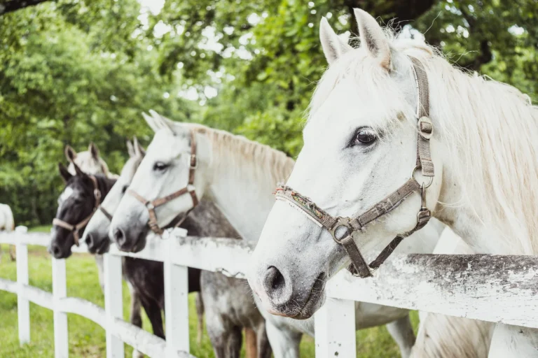 ryhmä kauniita lipizzan hevosia, joilla on talutushihna valkoisen aidan takana Lipican siittolassa suomennettuna