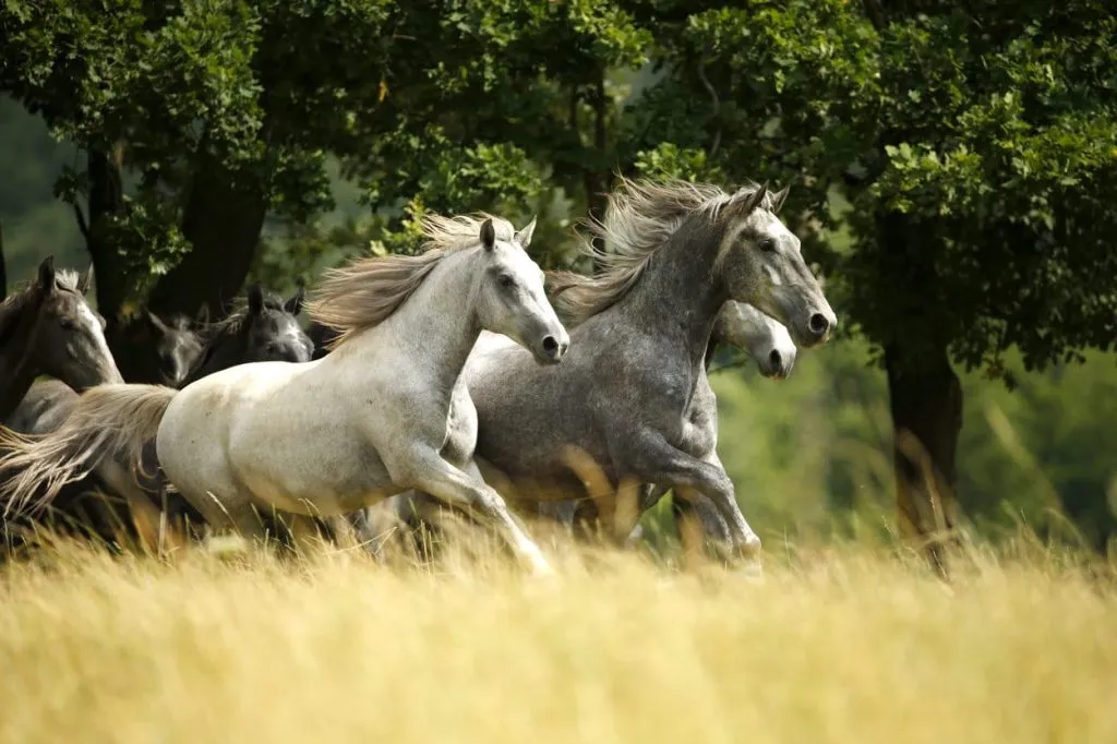 Cavalli sloveni unici nella Scuderia di Lipica
