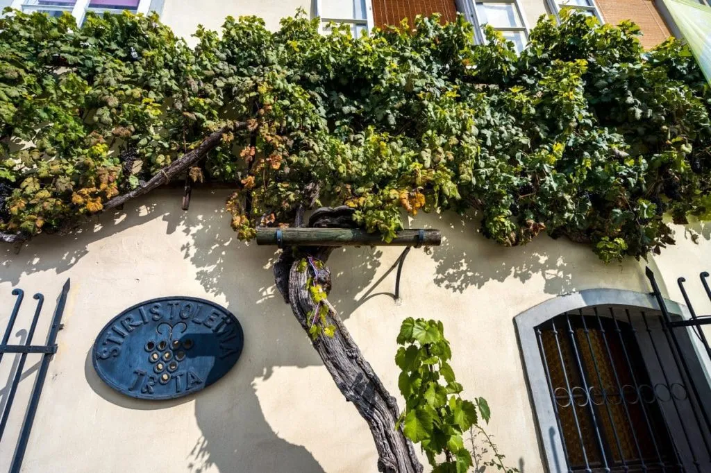 Record Guinness de la plus vieille vigne du monde Maribor