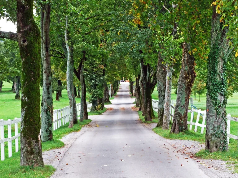 road with an avenue and a park at the the lipica stud farm scaled